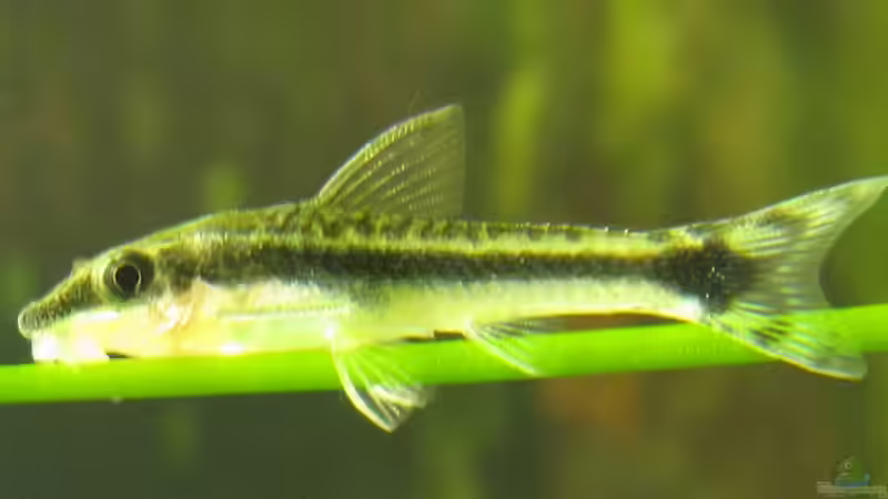 otocinclus affinis ???Ottos??? von Bombay (12)