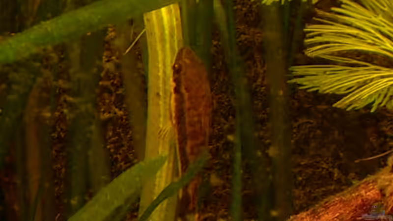 Otocinclus affinis von @quarium Cologne (90)