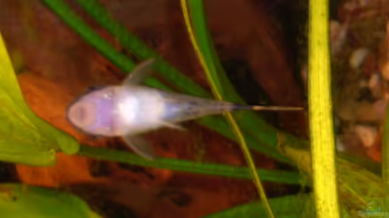 Otocinclus affinis von @quarium Cologne (93)