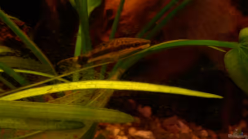 Otocinclus affinis von @quarium Cologne (95)