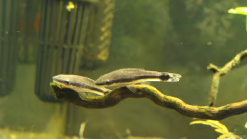 Otocinclus affinis von Christian Heitmann (25)