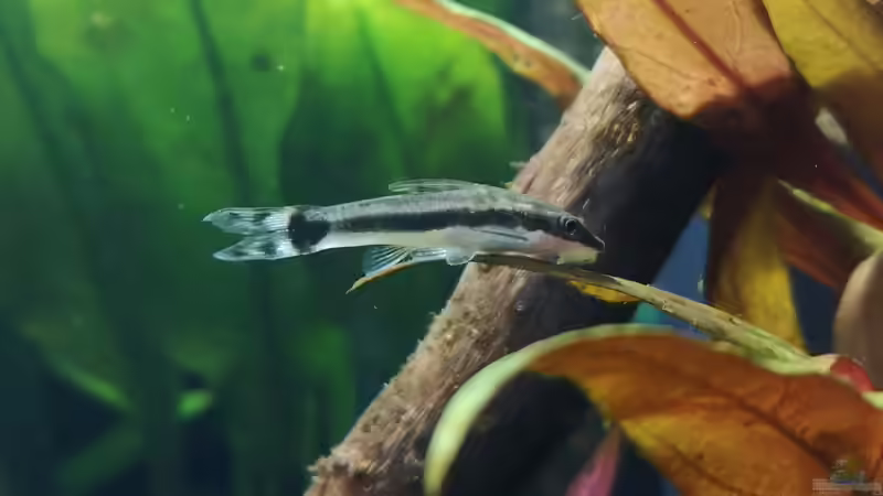 Otocinclus affinis von Jaype (10)