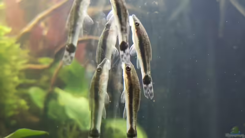 Otocinclus affinis von Jaype (12)