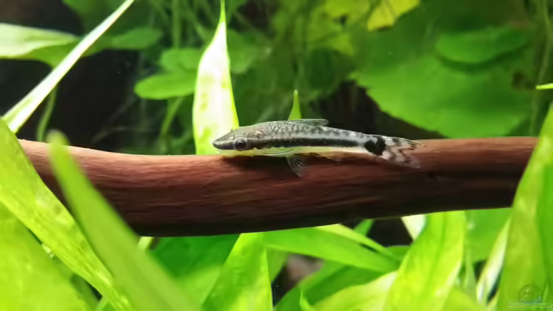 Otocinclus affinis von Josef Kalt (4)