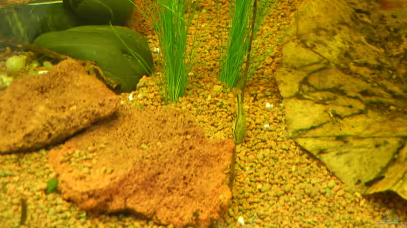 Otocinclus affinis von Life (41)