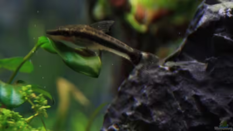Otocinclus affinis von LouFe (20)