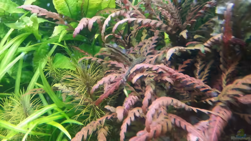 Otocinclus affinis von Marcel Reiter (28)