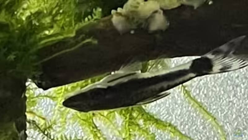 Otocinclus affinis von Mauri Cangini (35)
