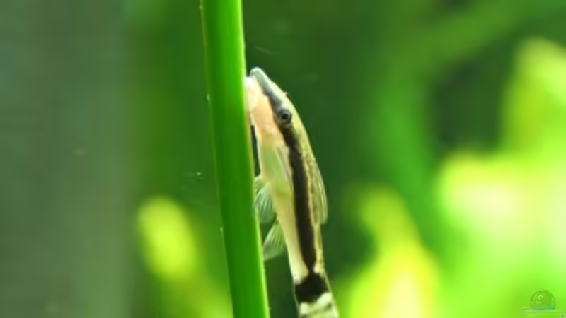 Otocinclus affinis von Minzi (30)