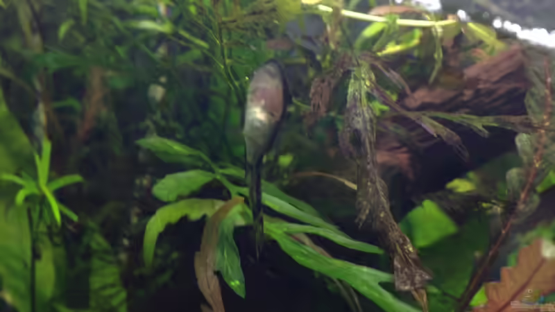 Otocinclus Affinis von Tipfen (8)