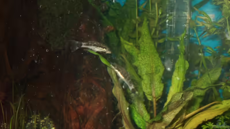 Otocinclus affinis von ZoreS (6)