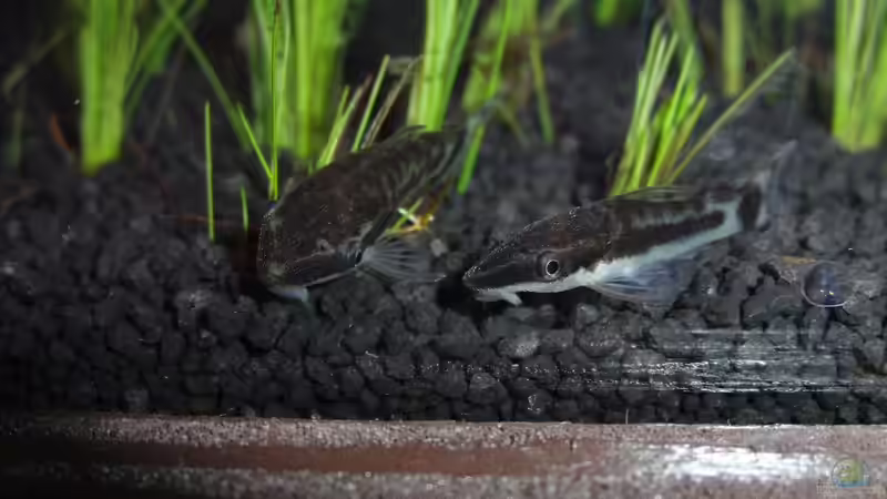 Aquarien mit Macrotocinclus affinis (Gestreifter Ohrgitter-Harnischwels)