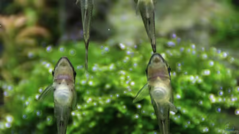 Aquarien mit Macrotocinclus affinis (Gestreifter Ohrgitter-Harnischwels)