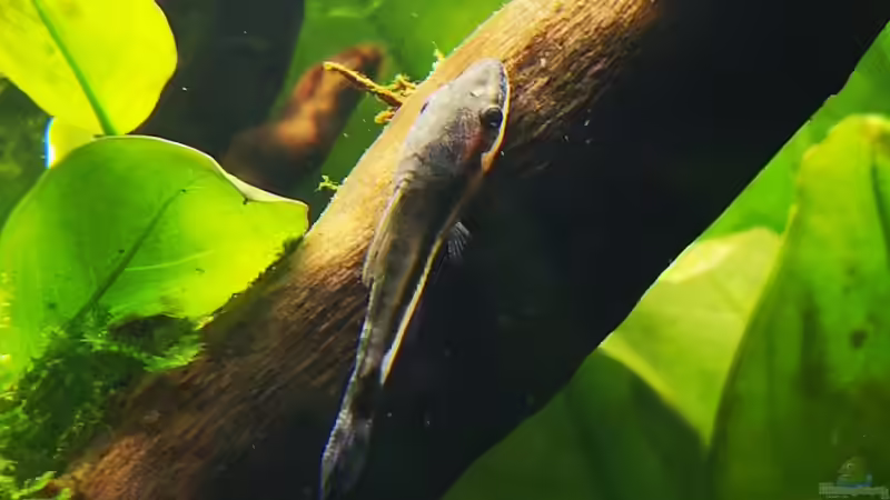 Aquarien mit Macrotocinclus affinis (Gestreifter Ohrgitter-Harnischwels)
