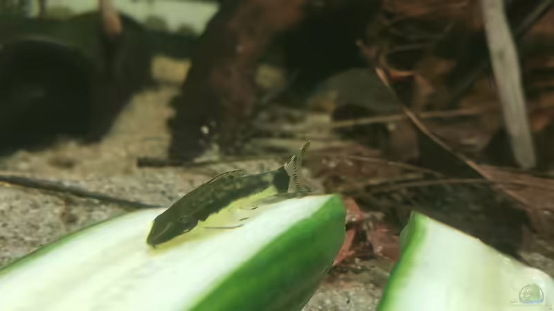 Otocinclus auf Gurke von Stevo069 (17)