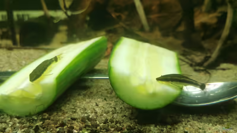 Otocinclus auf Gurke von Stevo069 (20)