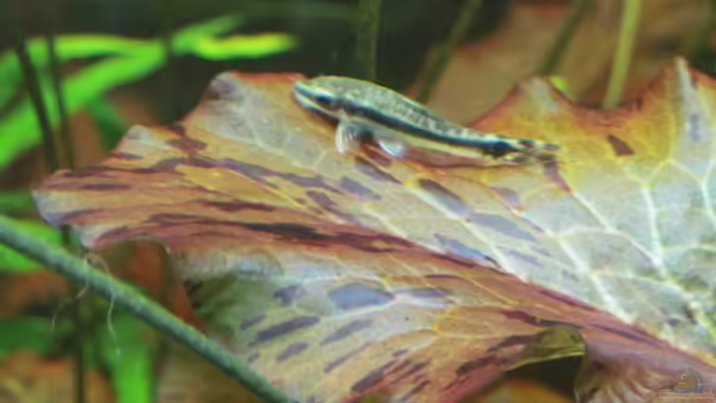 Otocinclus auf rotem Tigerlotusblatt von Opodeldok (47)