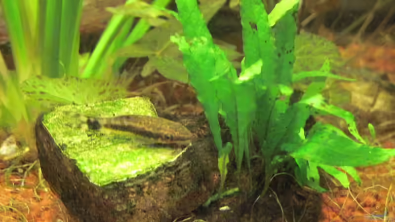 Otocinclus auf Stein. Ist der nicht süß? von Opodeldok (46)