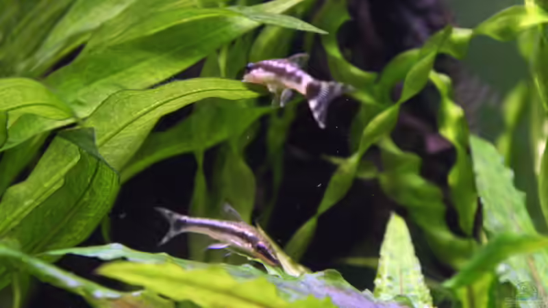 Otocinclus bei der Lieblingsbeschäftigung von Heiko Oettert (9)