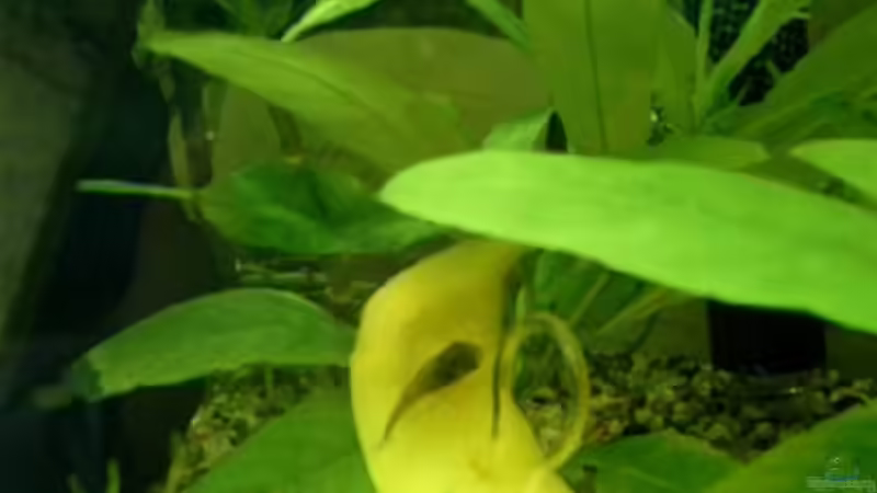 Otocinclus bei Gemüsemahlzeit von Christian Wolf (15)