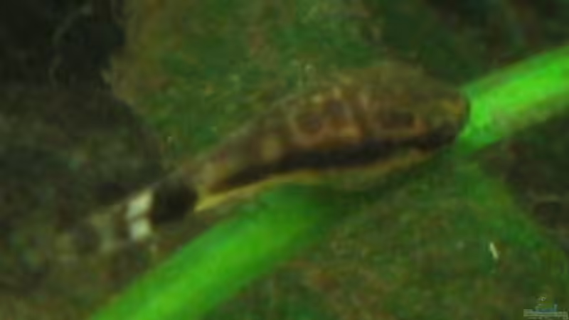 Otocinclus beim Sonnenbad von Sebastian Sander (9)