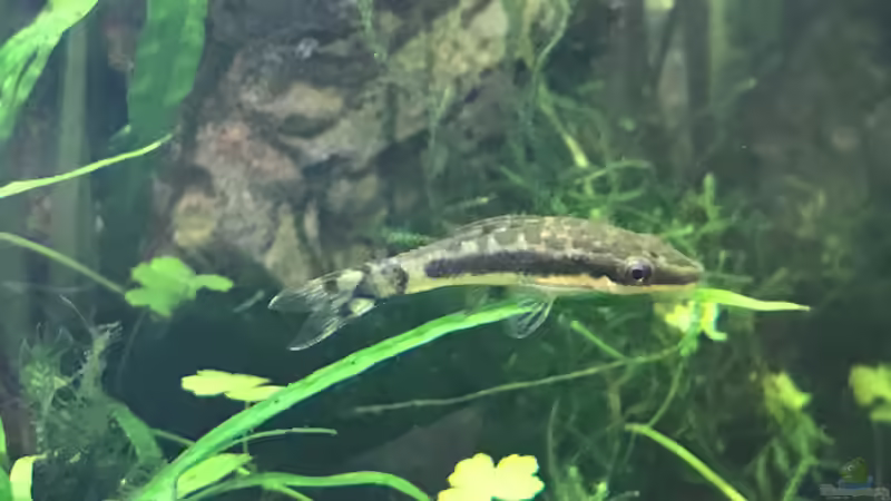 otocinclus cf. afinis von Der Nicky (23)