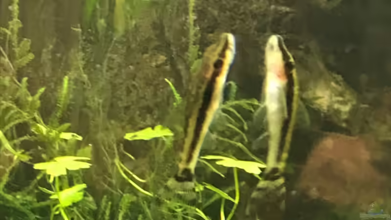 otocinclus cf. afinis von Der Nicky (85)