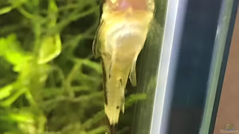 otocinclus cf. afinis von Der Nicky (87)