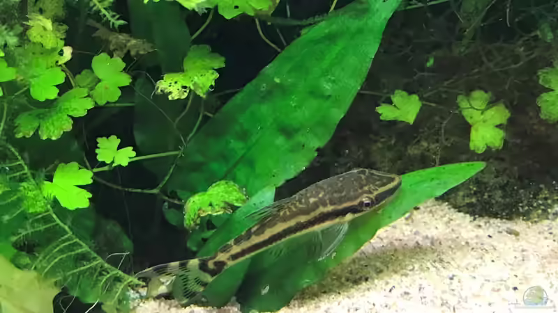 otocinclus cf. afinis von Der Nicky (89)