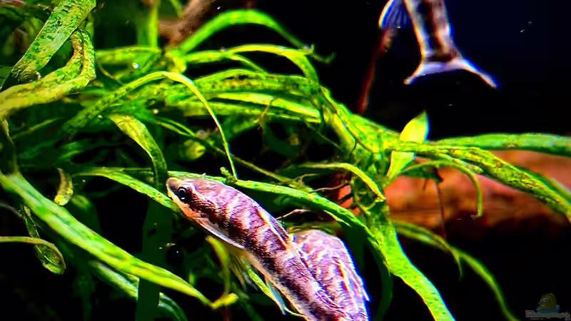 Otocinclus cocama / Zebra Otocinclus von Tim1979 (30)