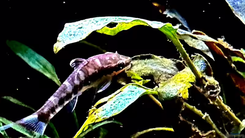 Aquarien mit Otocinclus cocama (Zebra-Otocinclus)