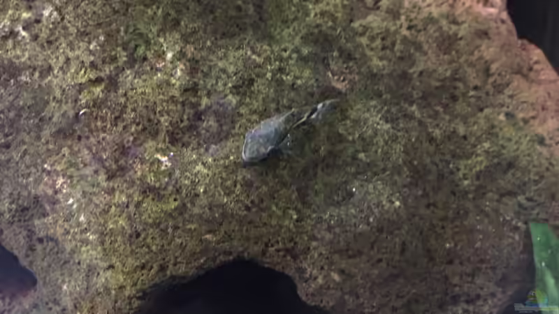 Otocinclus hoppei  von Danny (41)