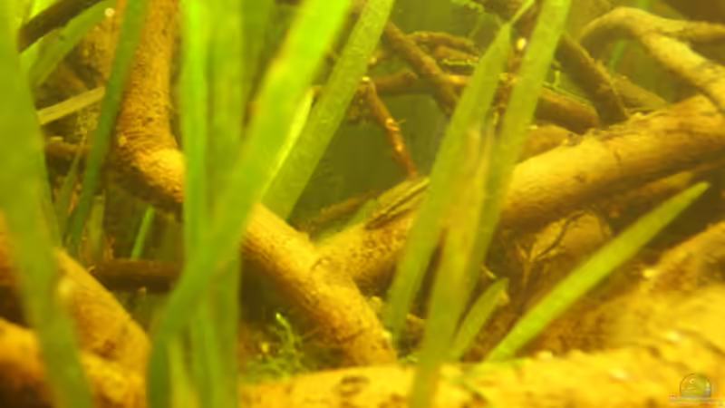 Otocinclus hoppei  von Michael Scheffler (38)