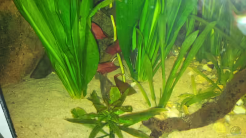 Otocinclus hoppei  von Michael Scheffler (42)