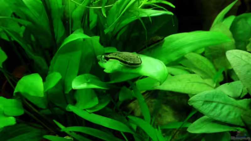 Otocinclus hoppei 07.08.11 von ~Marco~ (41)