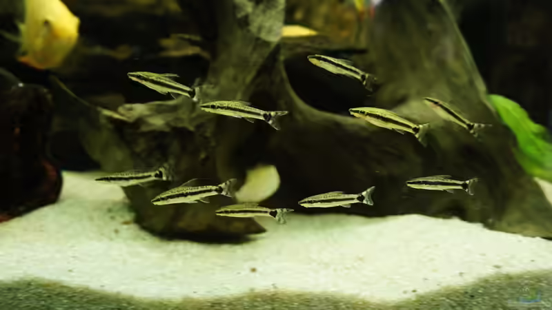 Otocinclus Hoppei (Ohrgitter-Harnischwels) von 1887woeh (18)