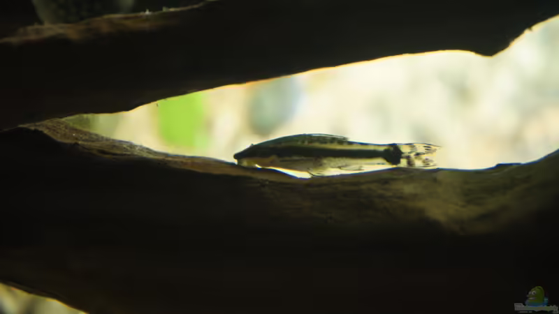 Aquarien mit Otocinclus hoppei (Ohrgitter-Harnischwels)