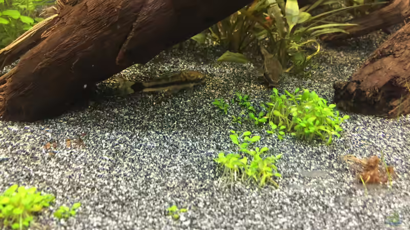 Otocinclus hoppei von Danny (52)