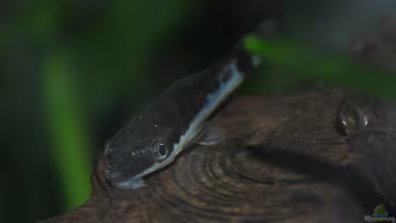 Otocinclus hoppei von Deino (23)