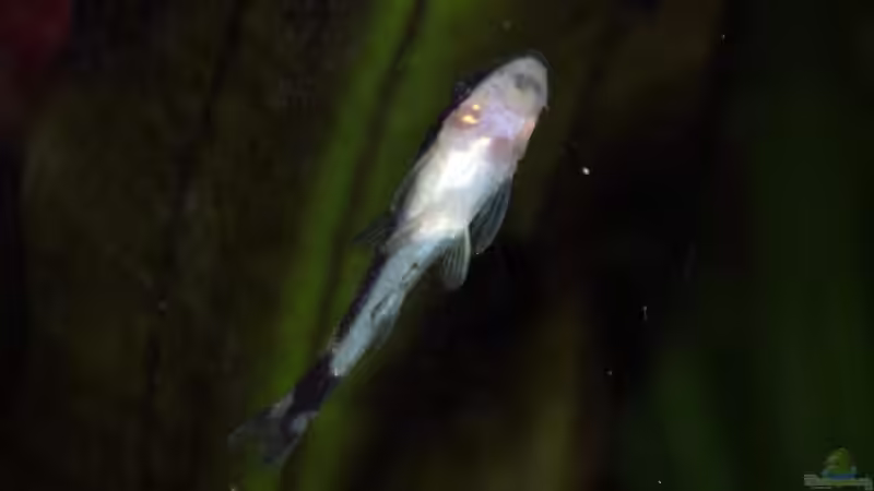 Otocinclus hoppei von Deino (25)