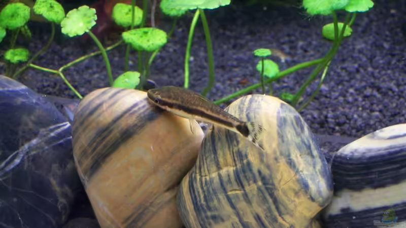 Otocinclus hoppei von KidVicious (7)