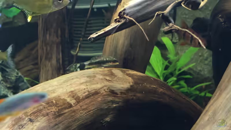 Aquarien mit Otocinclus hoppei (Ohrgitter-Harnischwels)