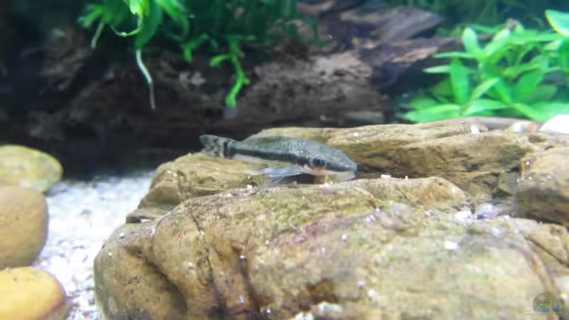 Otocinclus huaorani von Intershrimpview (85)