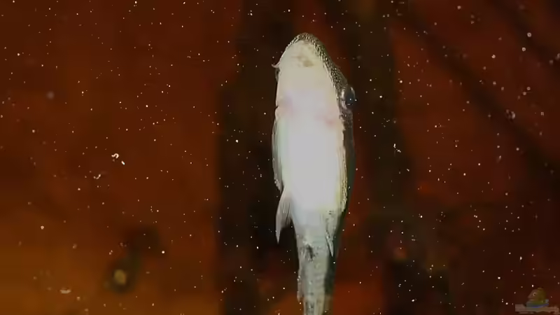 Otocinclus im Dicrossus-Becken von Goldfisch (13)