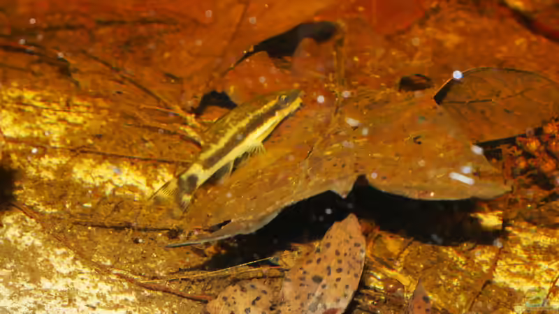 Otocinclus im Dicrossus-Becken von Goldfisch (23)