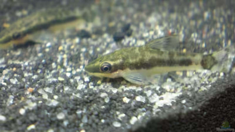 Aquarien mit Otocinclus macrospilus (Ohrgitterwels)