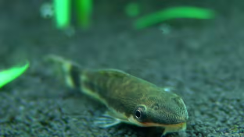 Aquarien mit Otocinclus macrospilus (Ohrgitterwels)