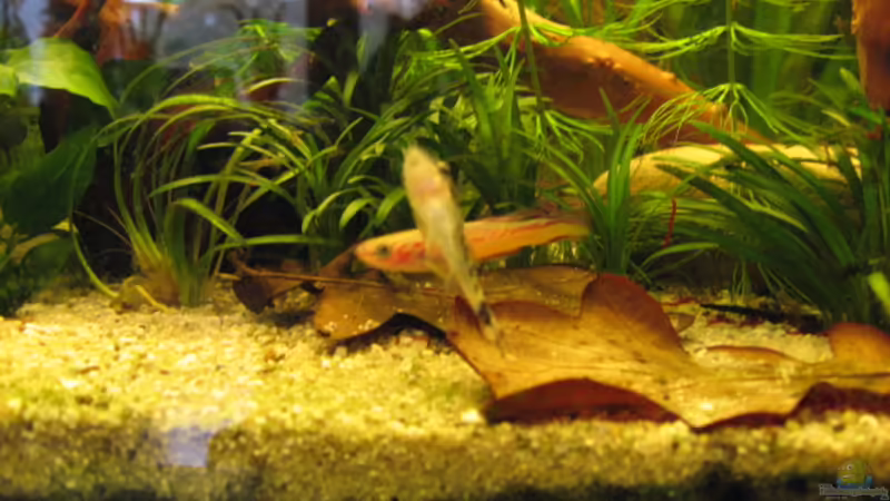 Otocinclus macrospilus von Gerd Zimmermann (17)
