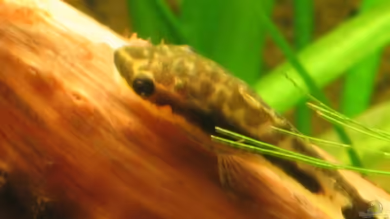 Otocinclus macrospilus von Gerd Zimmermann (18)