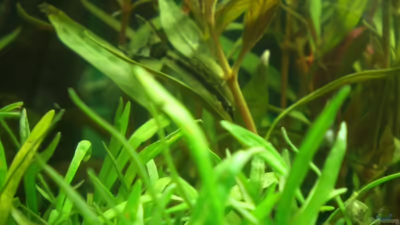 Otocinclus macrospilus von Muschelknacker (10)